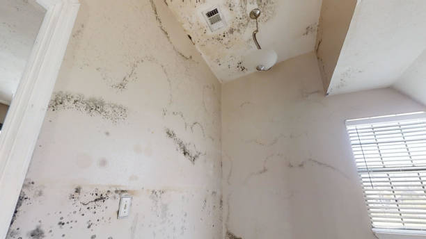 Best Commercial Mold Inspection  in Cape St Claire, MD