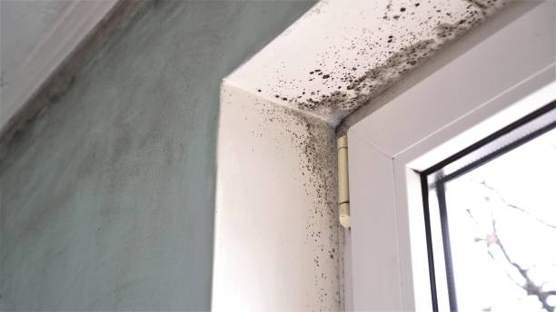 Best Mold Damage Restoration  in Cape St Claire, MD